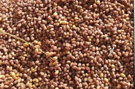 تصویر 4 از قیمت خرید خرما زاهدی اهواز  + فروش ویژه